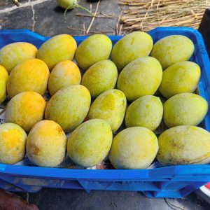 কাটিমন আম – ২২ কেজি