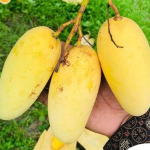 কাটিমন আম – 10 কেজি