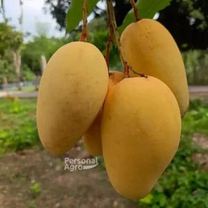 গৌরবতী ১০ কেজি