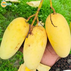 কাটিমন আম – ১২ কেজি